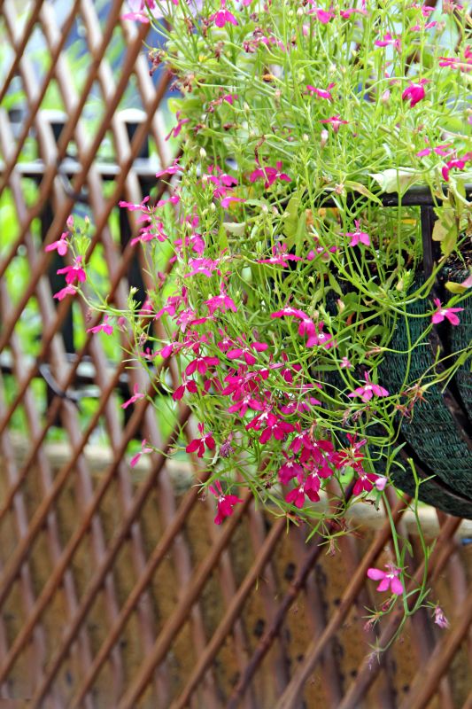 Garden Trellis Installation in Wilmington, NC